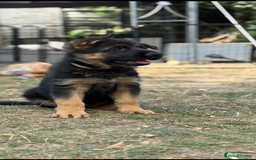 German Shepherd dogs for sale: German shepherd puppies for sale - Image 6