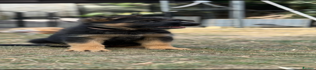 German Shepherd Puppy 6