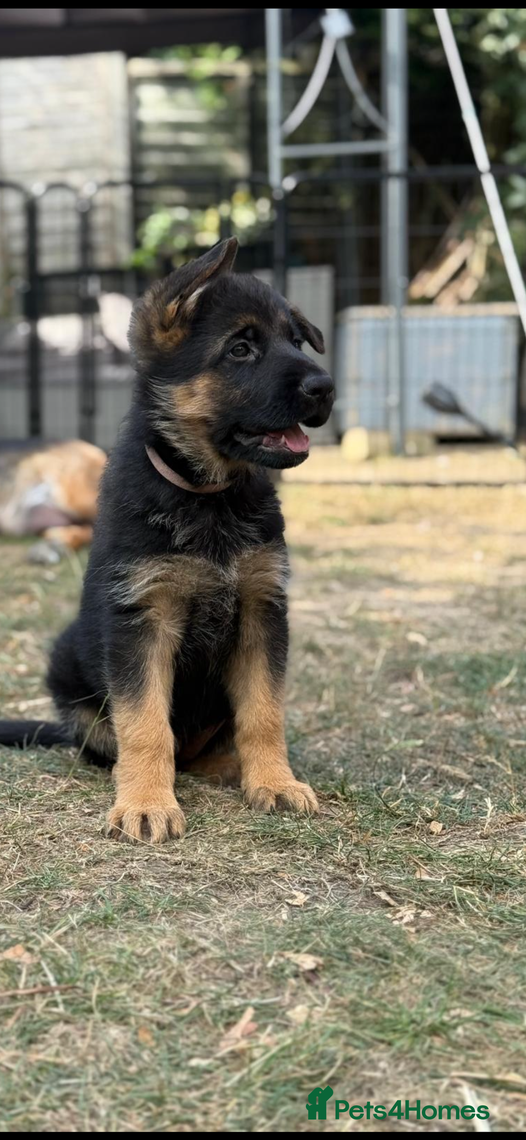 German Shepherd dogs for sale: German shepherd puppies for sale - Image 6