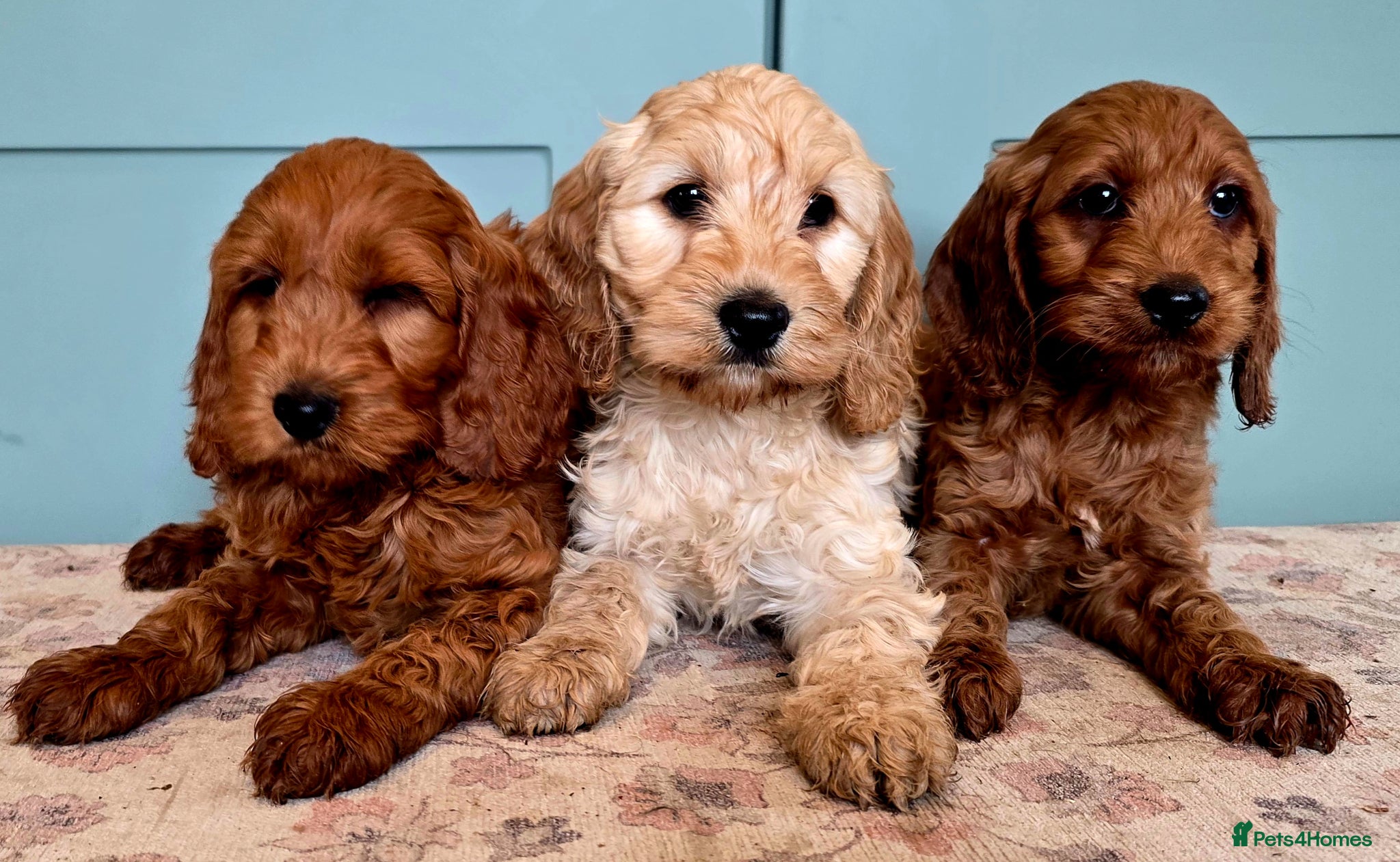 Cockapoo dogs for sale: COCKAPOO  in Blackburn - Advert 1
