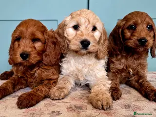 Cockapoo dogs COCKAPOO £895 - Advert 8