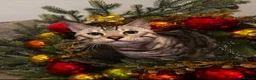 Bengal cats for sale: Prince and princesses seeking human slaves - Advert 12