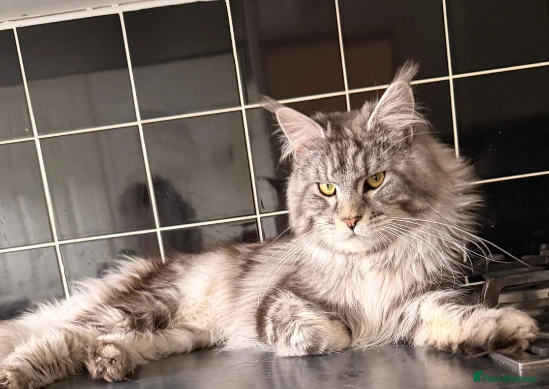 Maine Coon cats for sale: Male Maine Coone Silver Tabby - Advert 1