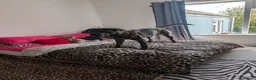 Mixed Breed dogs for sale: 1 year old Baz MALE - Advert 7
