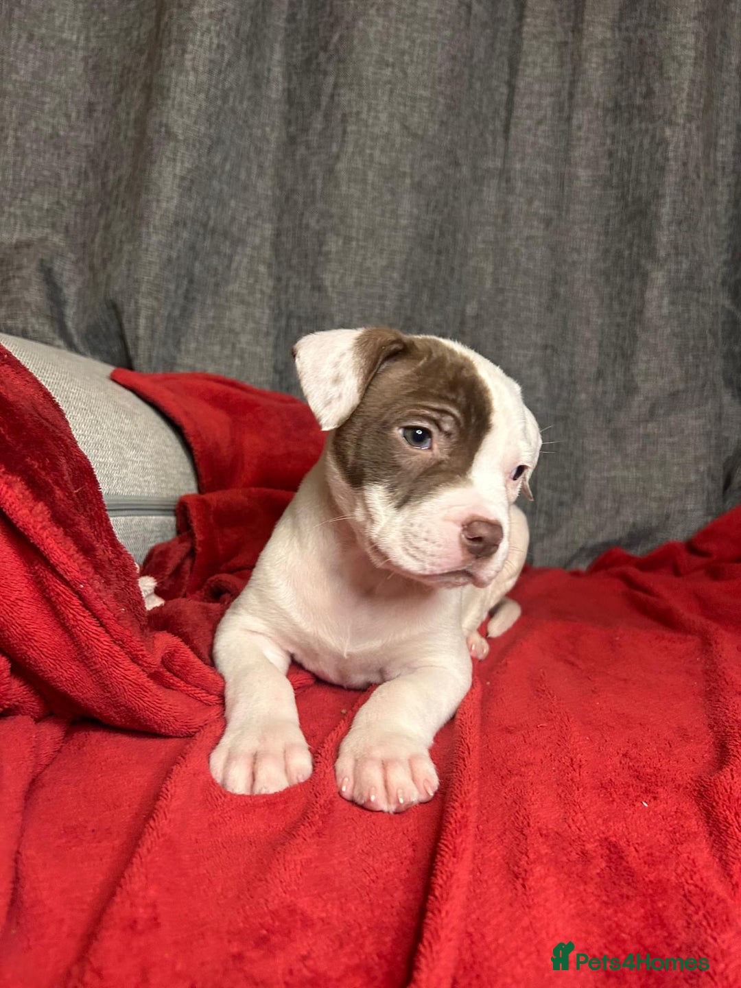 American Bulldog dogs for sale: American Bulldog - Image 30