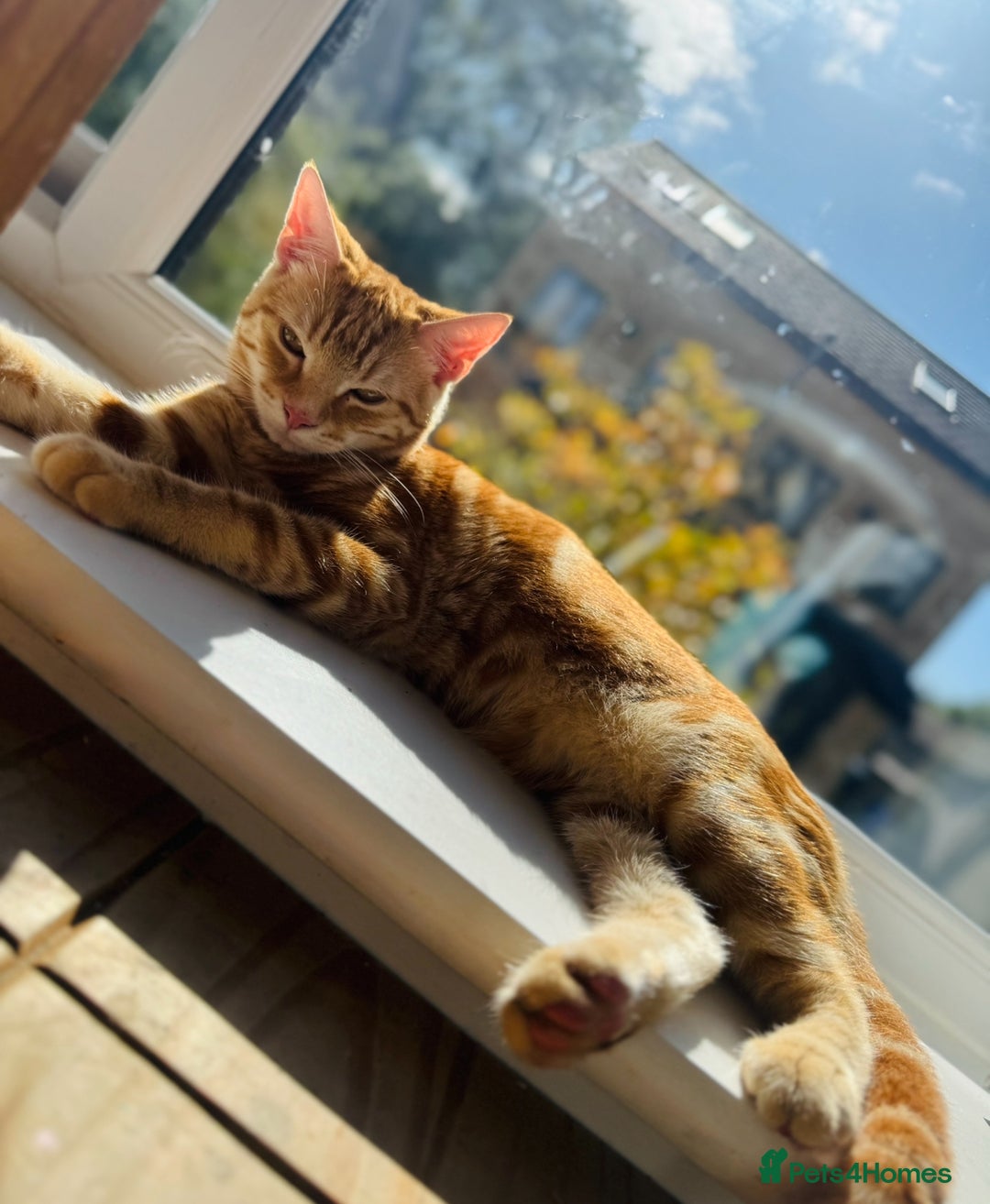 Mixed Breed cats for sale: Jasper  - Advert 3