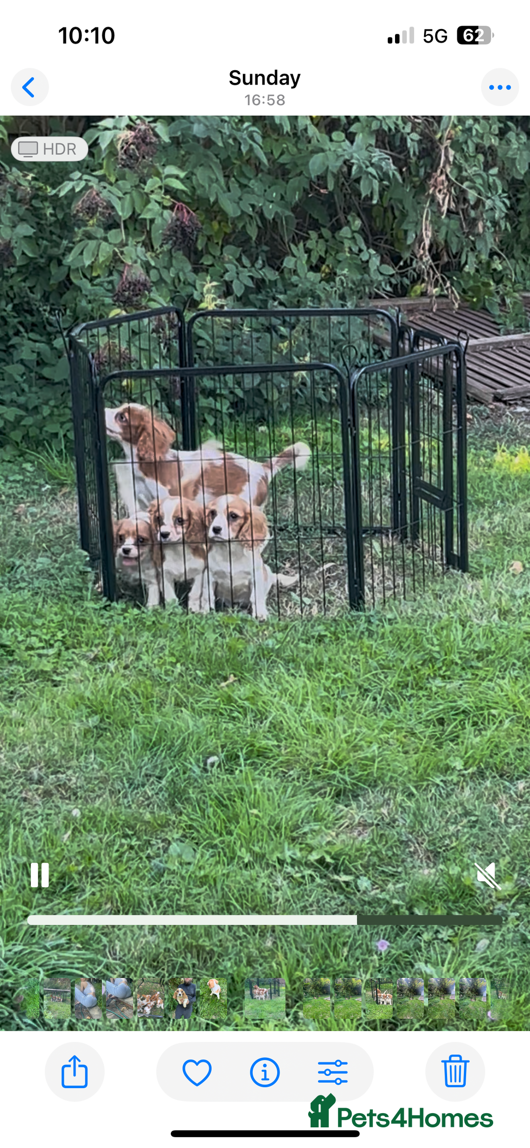 Cavalier King Charles Spaniel dogs for sale: Adorable King Charles Cavalier Puppies  - Image 4