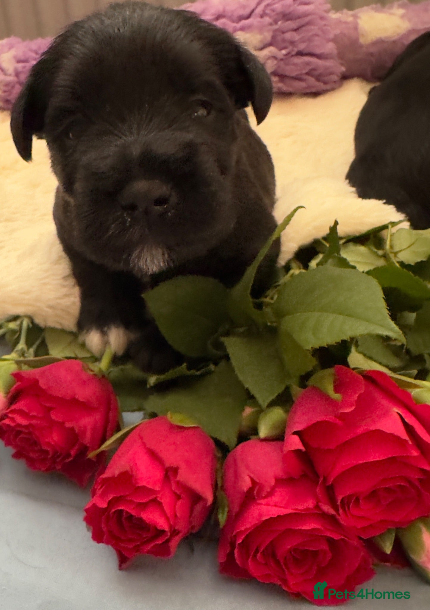 Miniature Schnauzer dogs 💙💙KC MINI SCHNAUZER PUPS BOYS 💙💙 - Advert 16