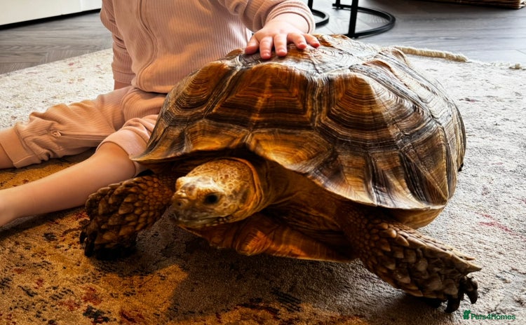 Tortoise reptiles - Advert 1