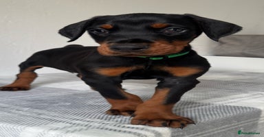 Dobermann dogs - Advert 4