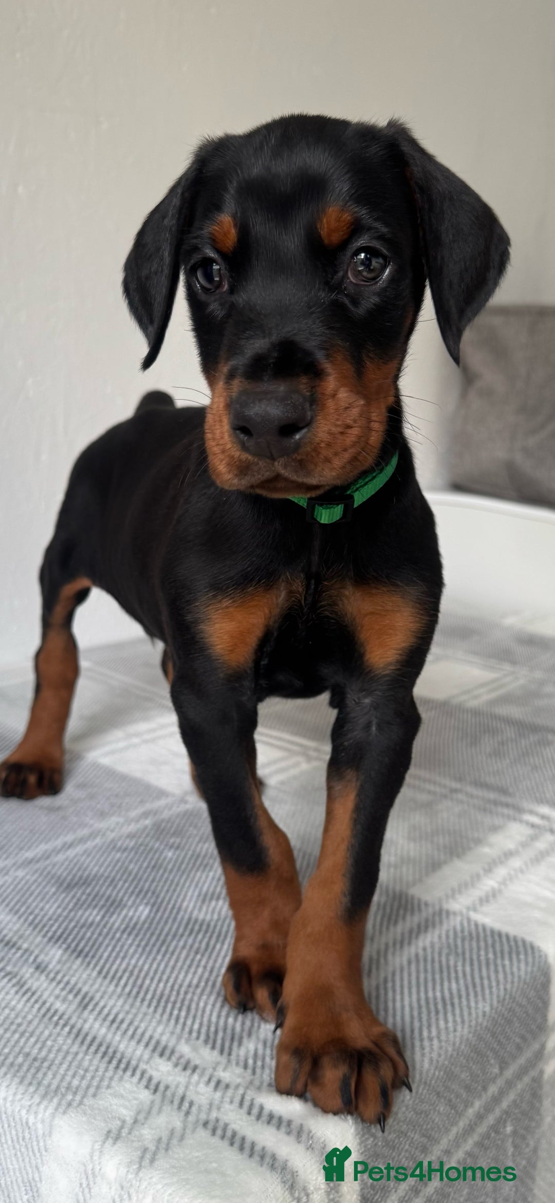 Dobermann dogs for sale: European Doberman Puppies - Champion Bloodline - Image 2