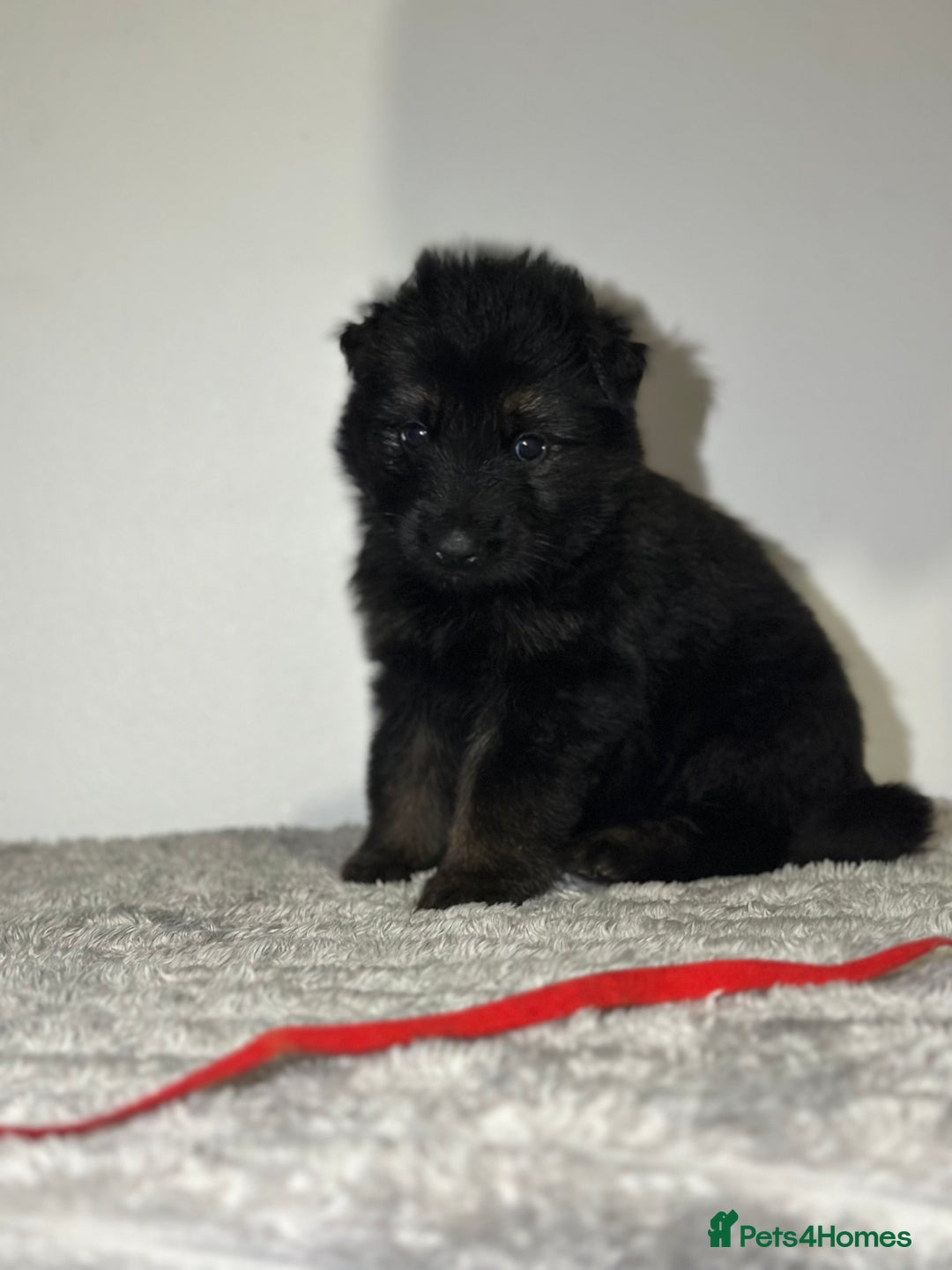 Mixed Breed dogs for sale: German shepherd pups  - Image 8