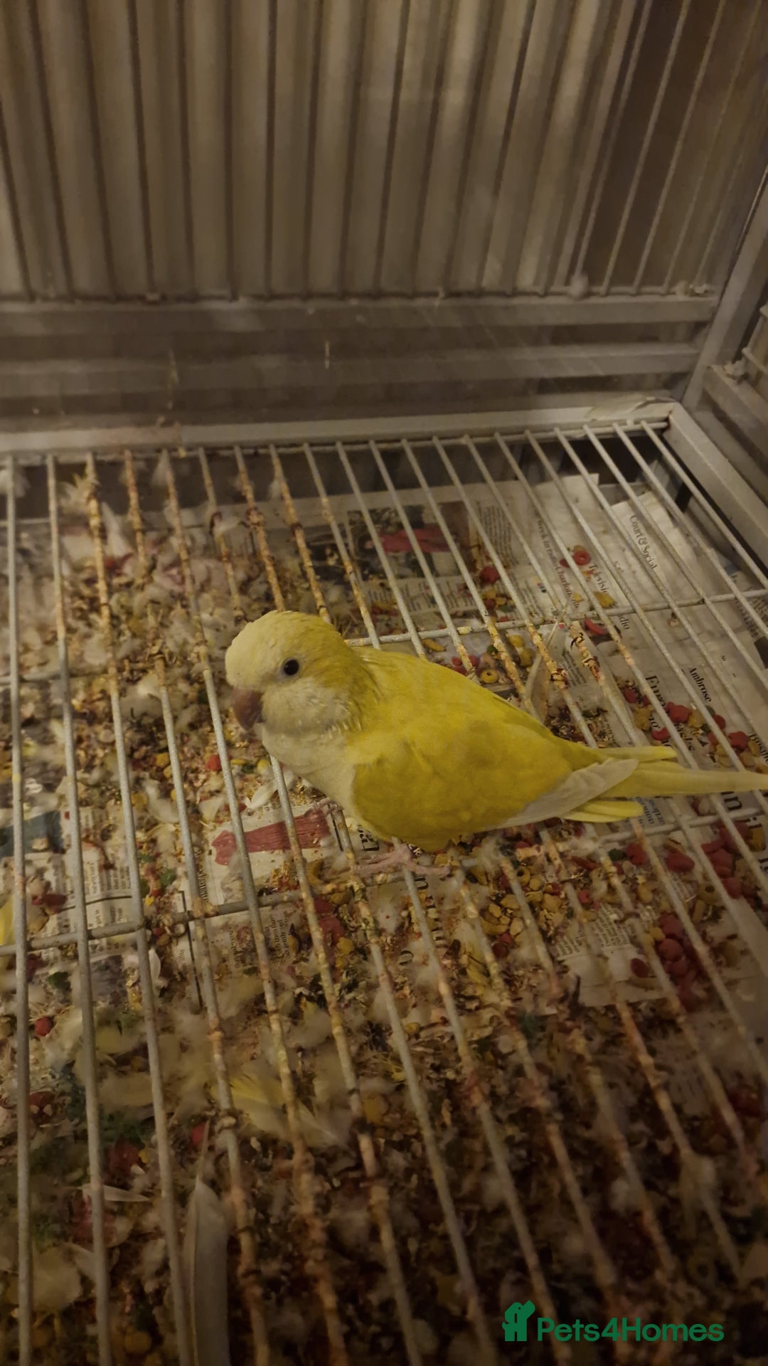 Parakeets birds for sale: Handreared Yellow Quaker - Advert 1