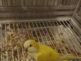 Parakeets birds Handreared Yellow Quaker - Advert 4
