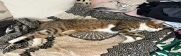 Domestic Shorthair cats for sale: Gorgeous Tiggy in Rickmansworth - Advert 9