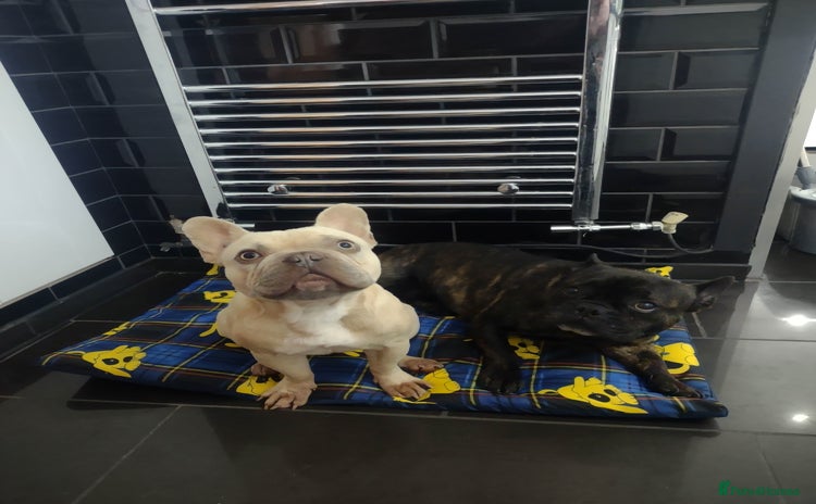 French Bulldog dogs - Advert 1