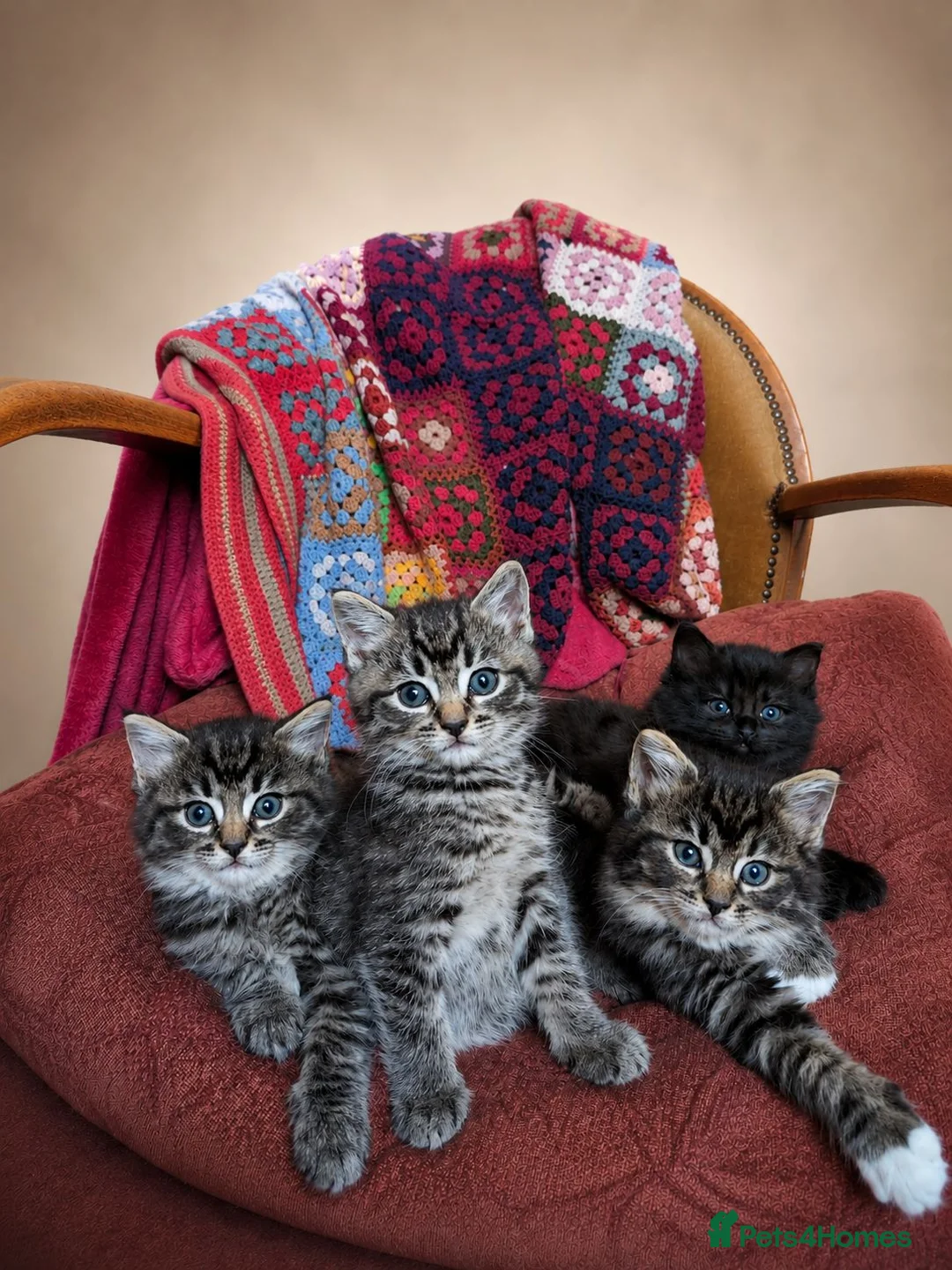 Mixed Breed cats for sale: Ragdoll Tabby Mix Fluffy Home Reared Kittens 2M/2F in Tonbridge - Advert 1