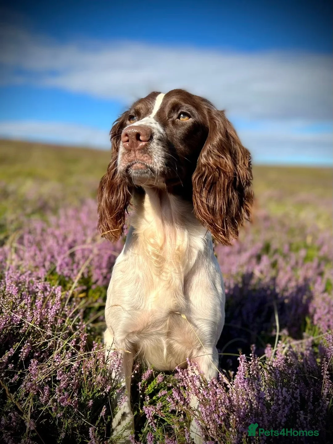 English Springer Spaniel dogs for sale: Very nicely bred English Springer Spaniel puppies  in Dalkeith - Advert 1