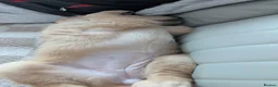 Golden Retriever dogs for sale: 3 Golden Retriver Puppies - Advert 11