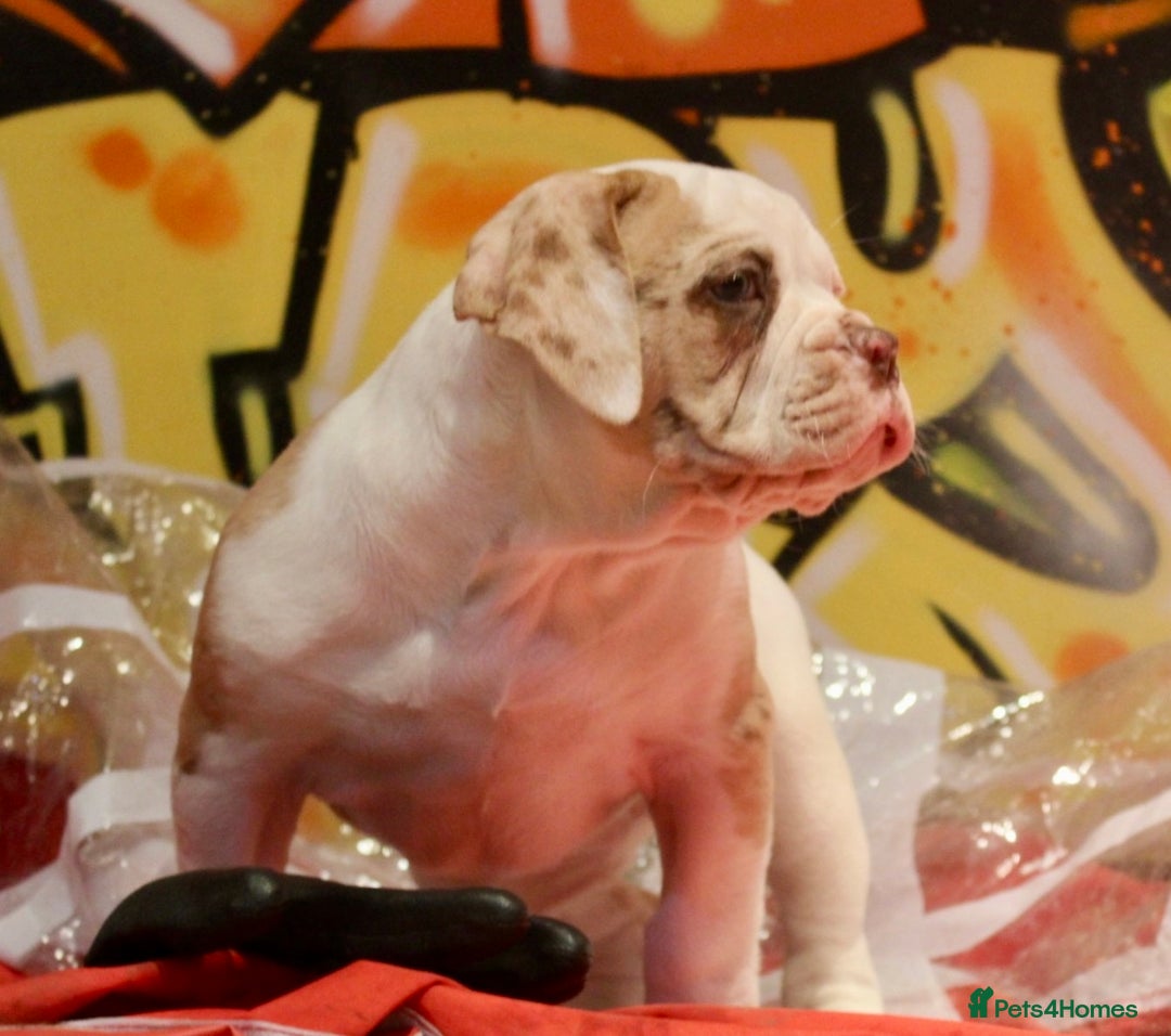 Alapaha Blue Blood Bulldog dogs for sale: SUPERB PICK OF LITTER FEMALE  - Image 9