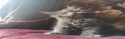 Maine Coon cats for sale: TICA reg HEALTH CHECKED Maine Coons - Advert 1