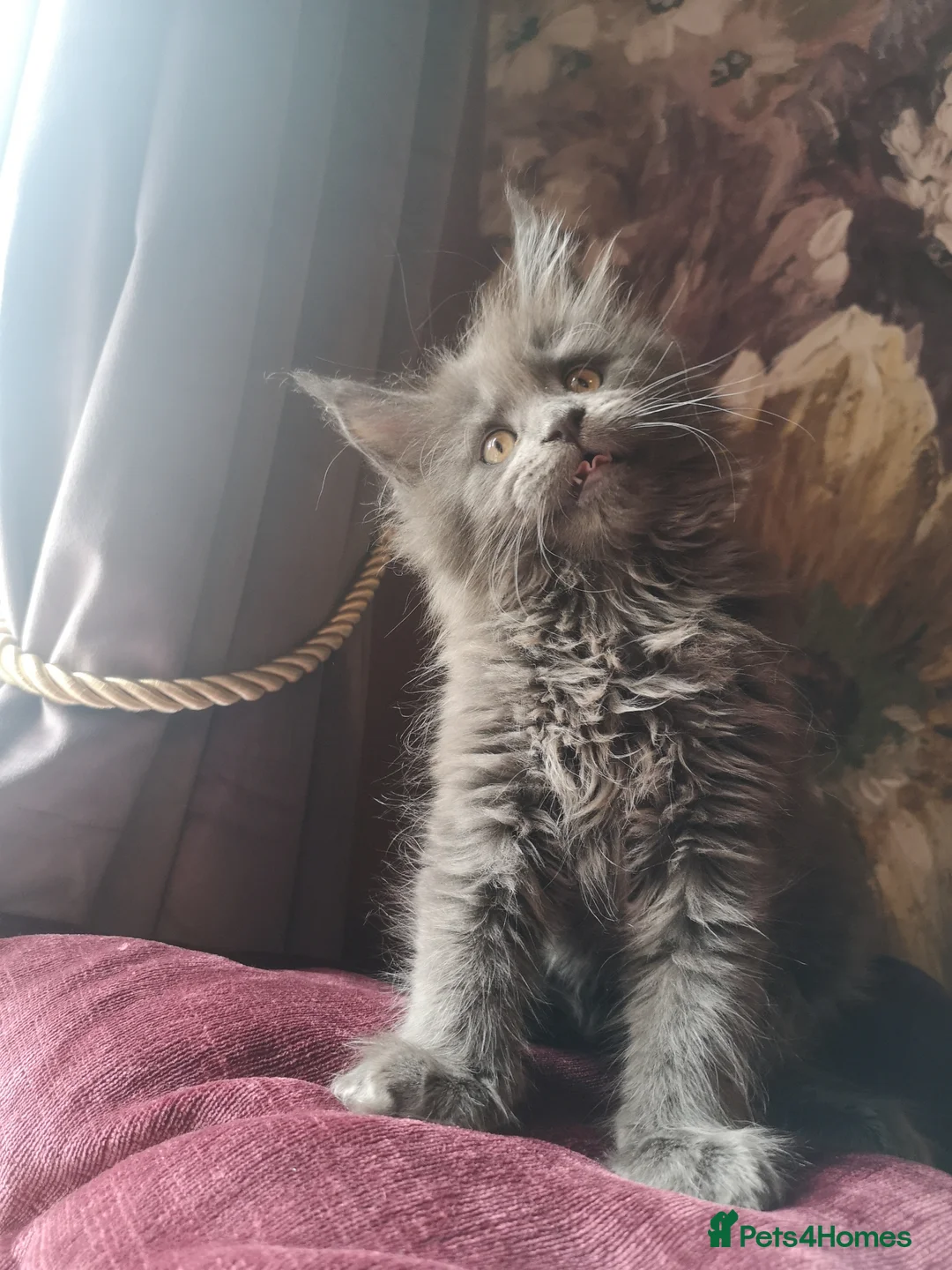 Maine Coon cats for sale: TICA reg HEALTH CHECKED Maine Coons - Advert 1