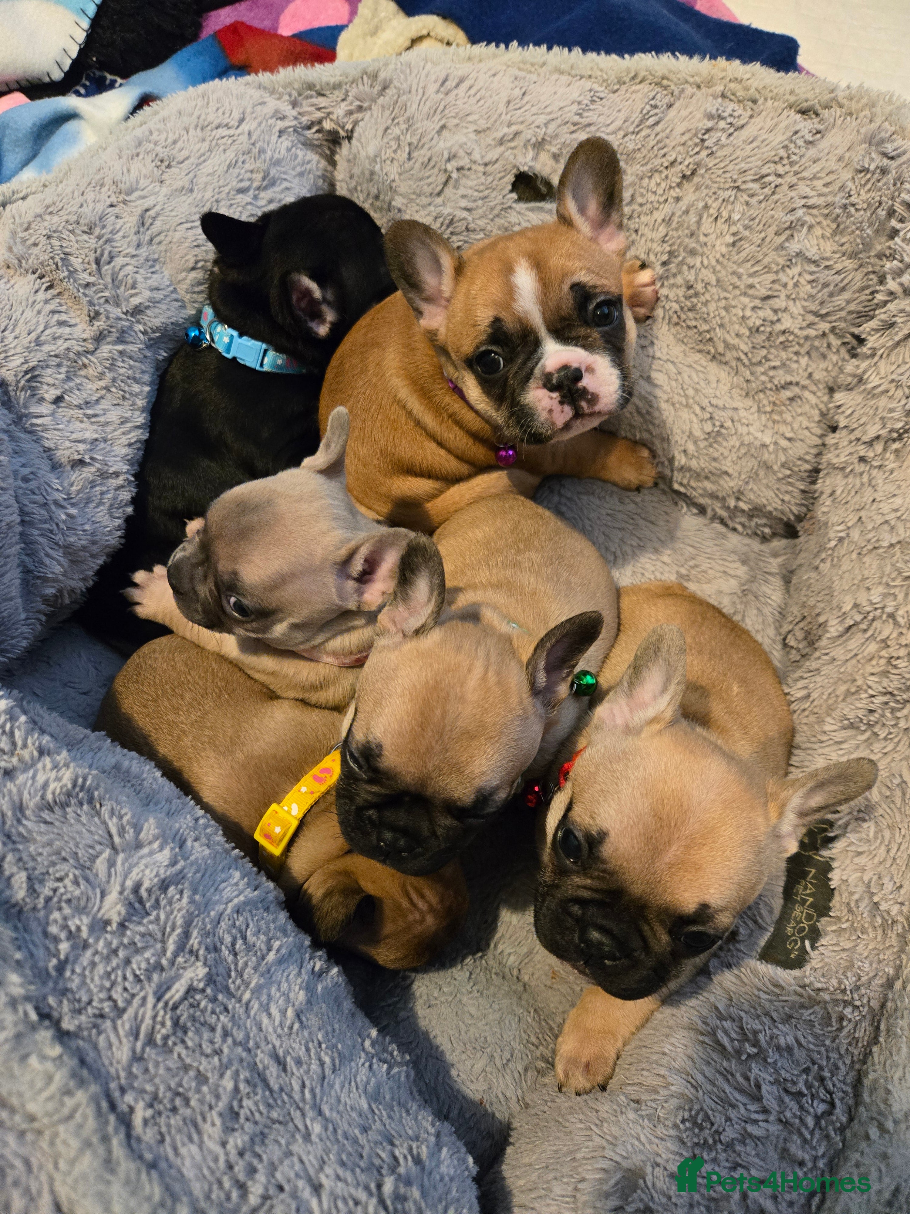 French Bulldog dogs French bulldog puppies.  - Advert 3