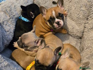 French Bulldog dogs French bulldog puppies. - Advert 3