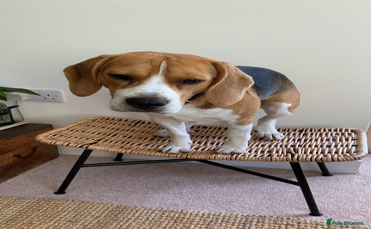 Beagle dogs - Advert 1