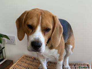 Beagle dogs - Advert 1