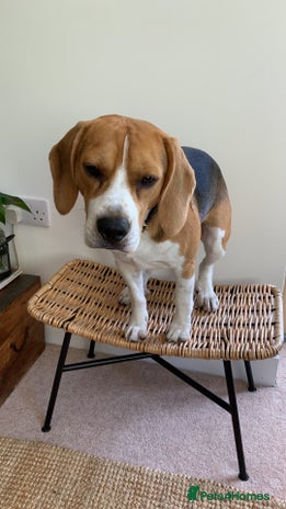 Beagle dogs - Advert 1