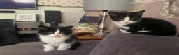 Mixed Breed cats for sale: Black and white kittens READY NOW - Advert 10