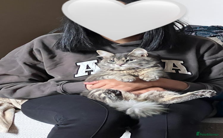 Domestic Shorthair cats - Advert 3