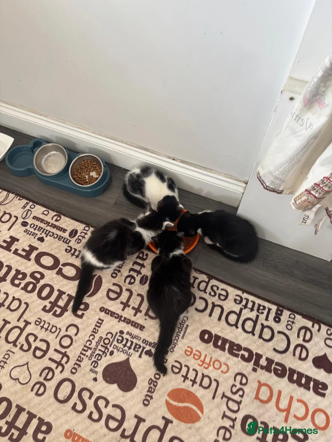 Mixed Breed cats for sale: Kittens available for adoption - Advert 2