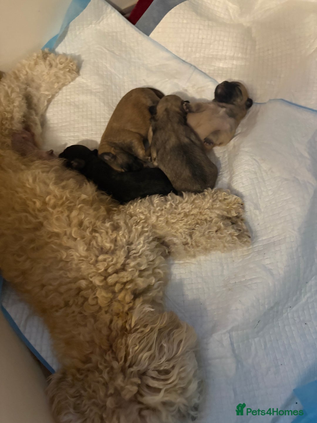 Mixed Breed dogs for sale: Fluffy frenchies  - Image 12