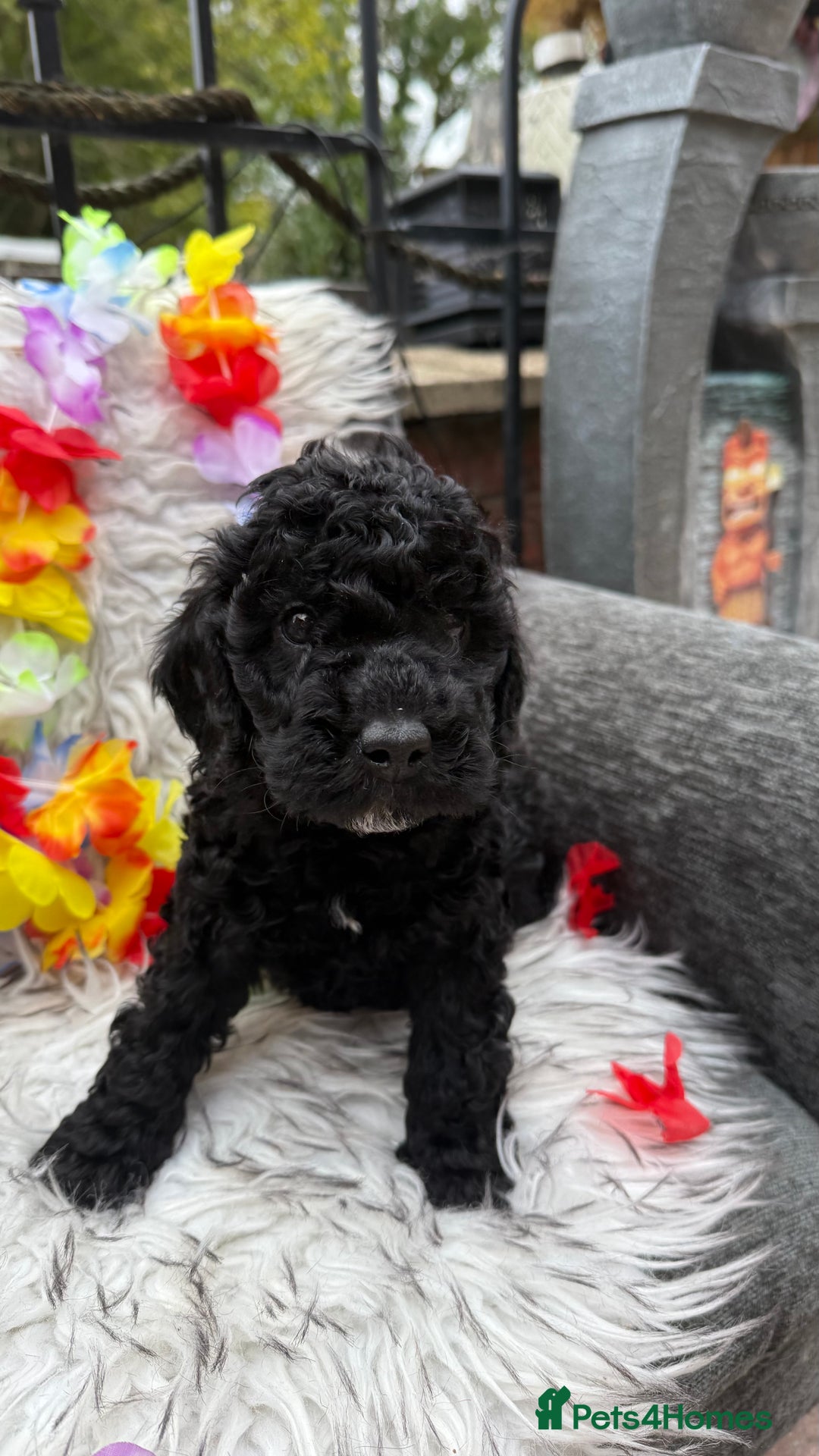 Cockapoo dogs for sale: SMALL COCKAPOO BABYS - Image 7
