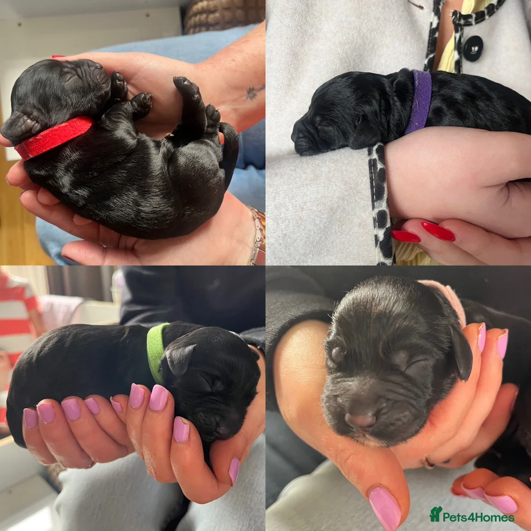 Cockapoo dogs for sale: Gorgeous Cockapoos Ready To Leave 16th May in Newcastle upon Tyne - Advert 2