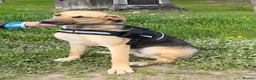 German Shepherd dogs for adoption: Maya – Young German Shepherd x Labrador Cross - Advert 5