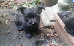 Mixed Breed dogs for sale: Wairns: Westie/ Cairn Pups - Image 10