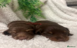 Miniature Dachshund dogs for sale: Long Haired Miniature Dachshunds Chocolate and Tan - Image 6
