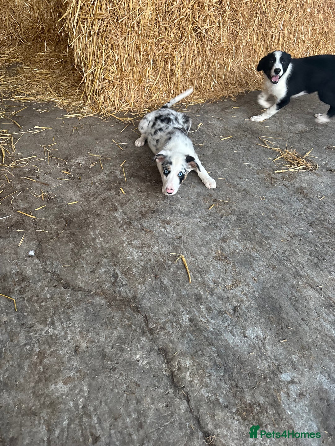 Bearded Collie dogs for sale: 2 collies for sale  - Image 5