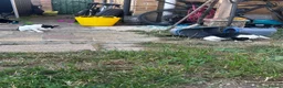 Mixed Breed cats for sale: 2 Adorable Kittens in Hornchurch - Advert 5