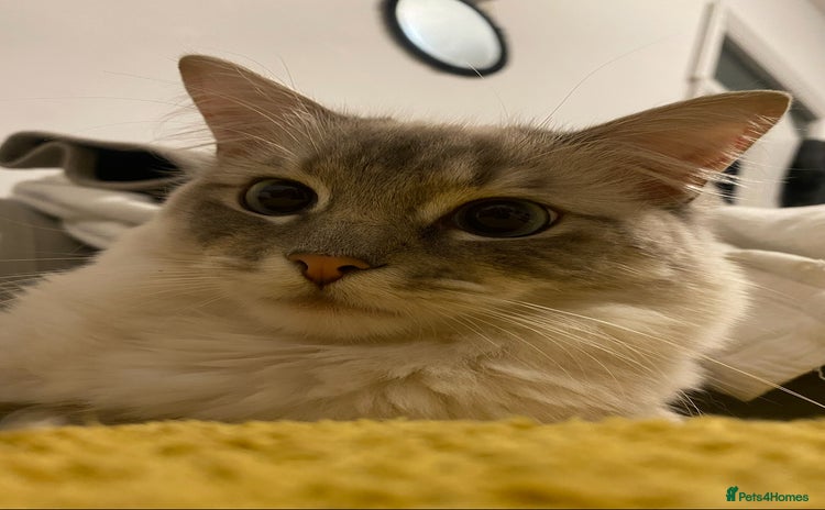 Ragdoll cats - Advert 2