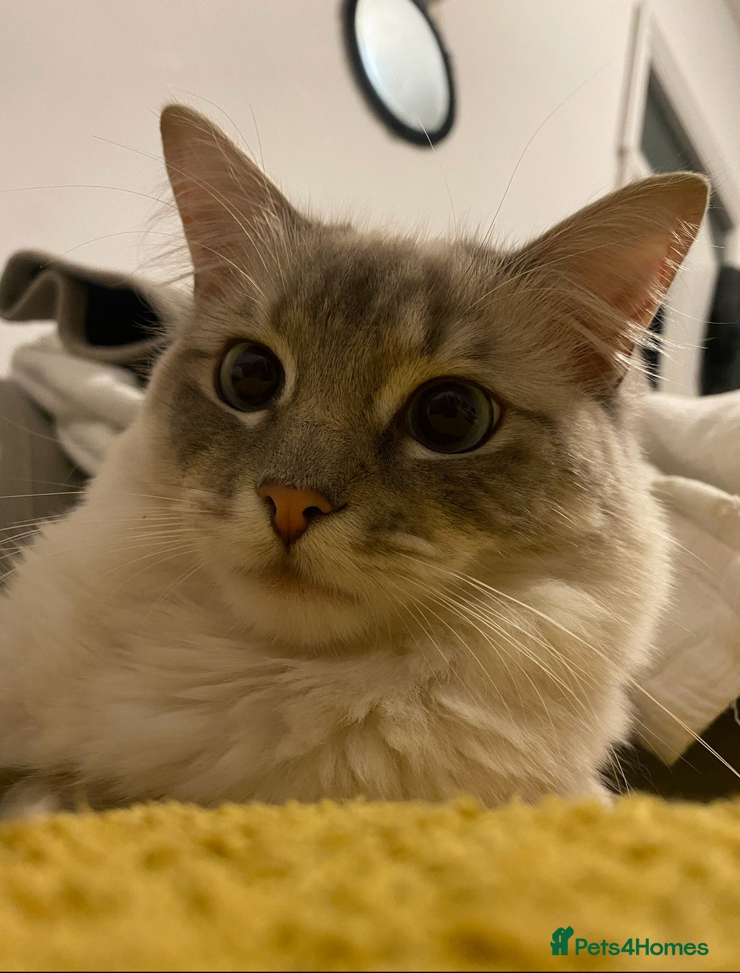 Ragdoll cats for sale: Ragdoll kittens due 25th August  - Image 1