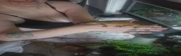Gecko reptiles for sale: Leopard gecko  - Advert 1