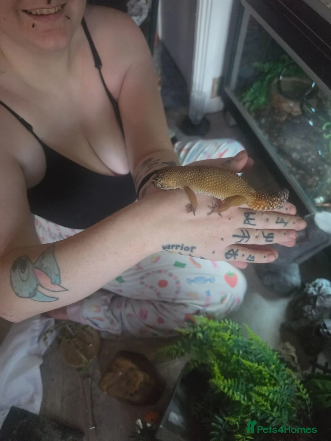 Gecko reptiles for sale: Leopard gecko  - Advert 1