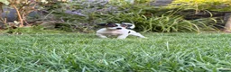 Jack Russell dogs for sale: Last Boy Jack Russell Puppies  - Advert 1