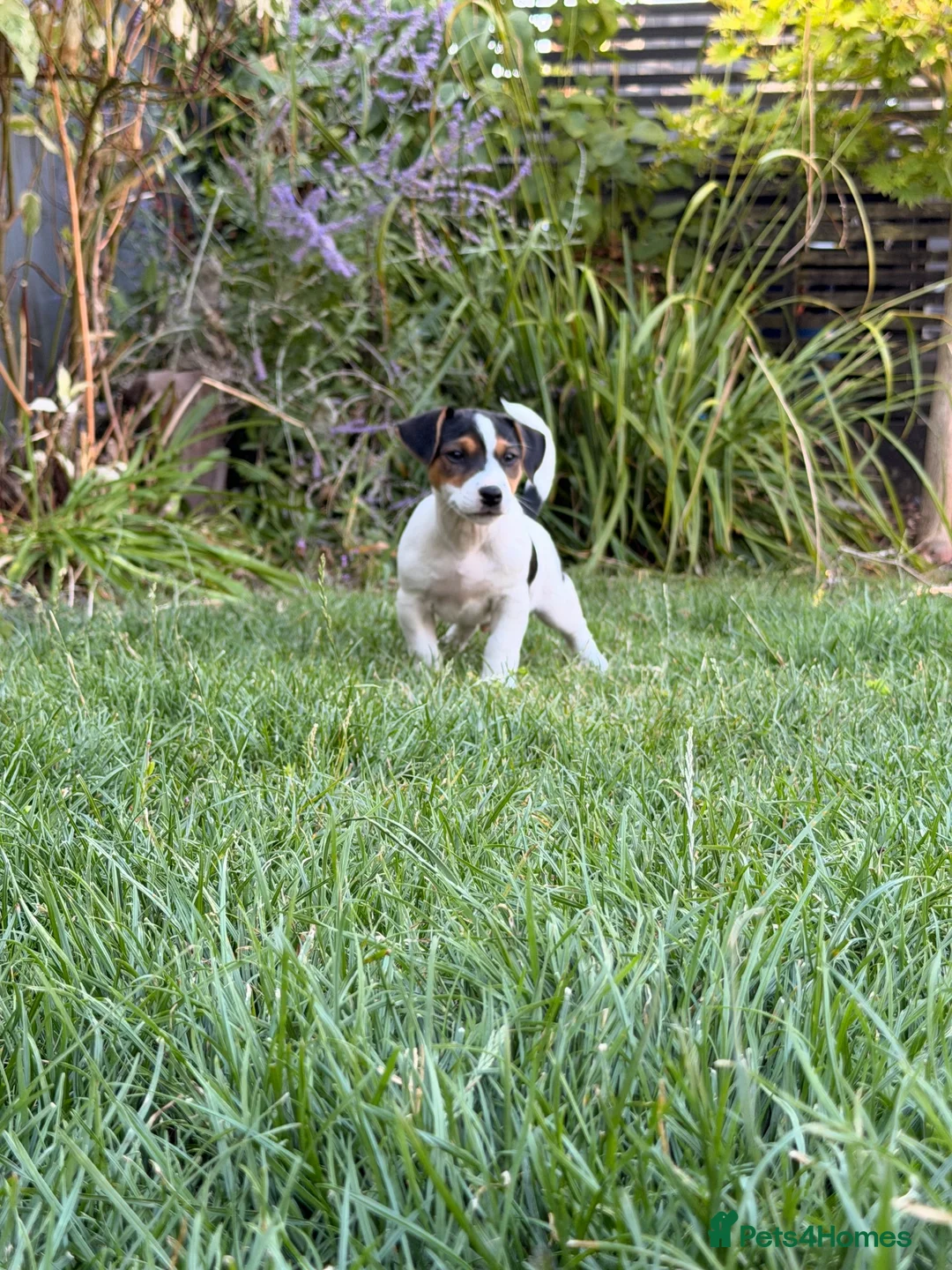 Jack Russell dogs for sale: Last Boy Jack Russell Puppies  - Advert 1