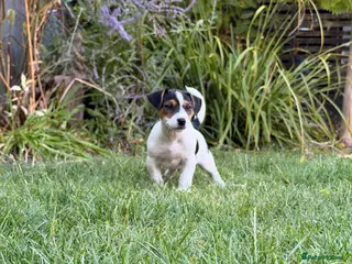 Jack Russell dogs Last Boy Jack Russell Puppies - Advert 1
