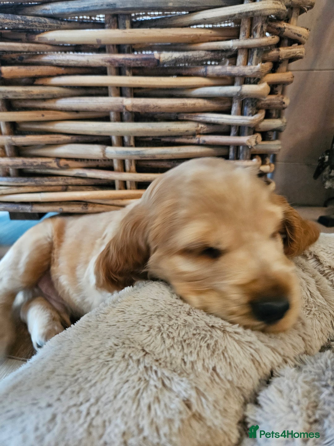 Cocker Spaniel dogs for sale: 🐾 KC Show Cocker Puppies 💛 Fully Health Tested  - Image 16